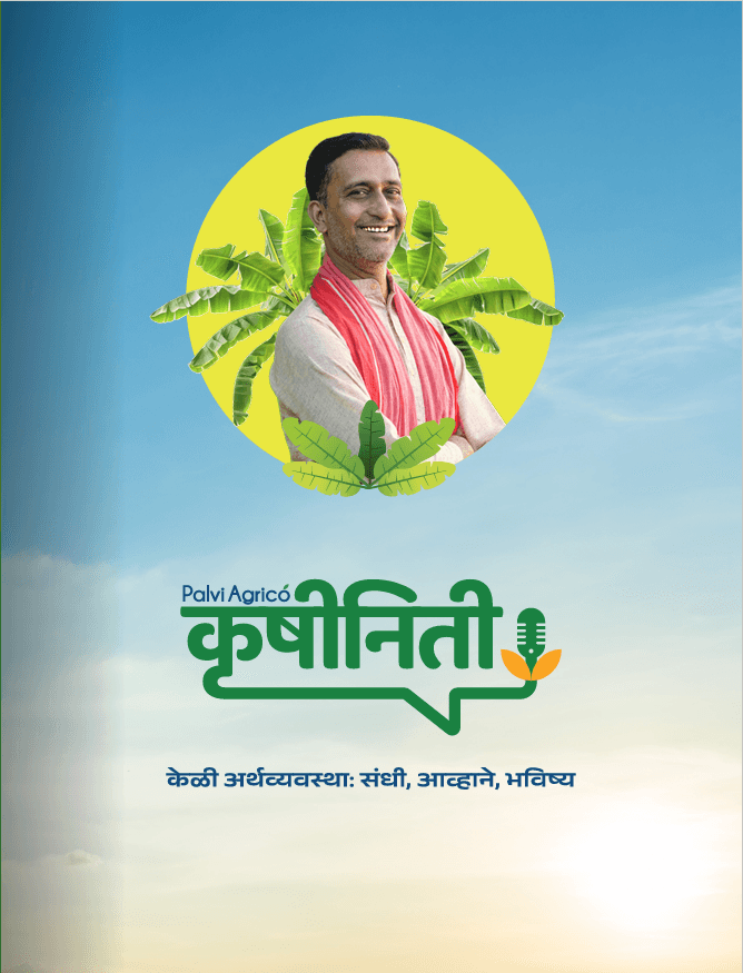 केळी अर्थव्यवस्था: संधी, आव्हाने, भविष्य
